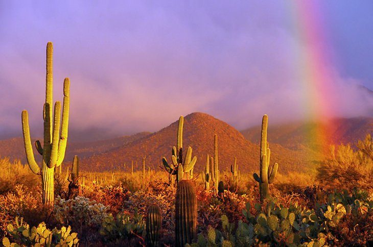 Parcul Național Saguaro