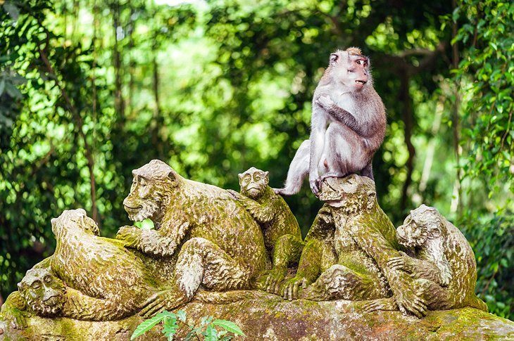 Pădurea maimuțelor din Ubud
