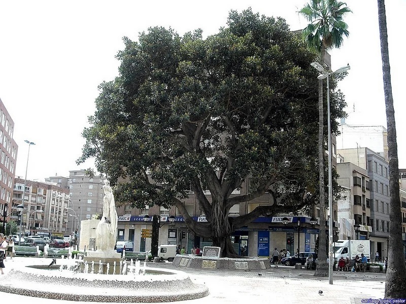El Ficus Centenario