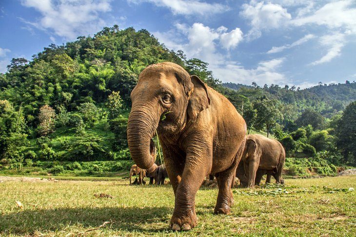 Amestecă-te cu elefanții salvați la Elephant Nature Park