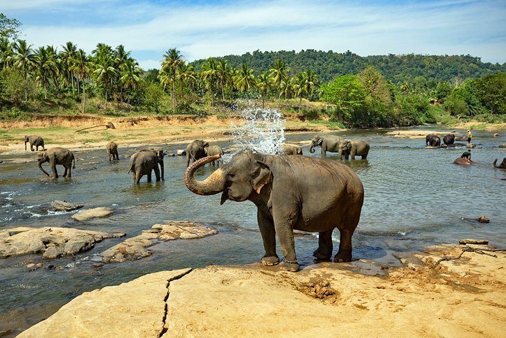 Grădinile Zoologice Naționale din Sri Lanka