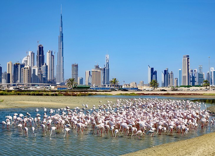 Vedeți flamingo-urile la Ras Al Khor Wildlife Sanctuary