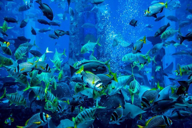 Vizitați o lume subacvatică la Dubai Aquarium