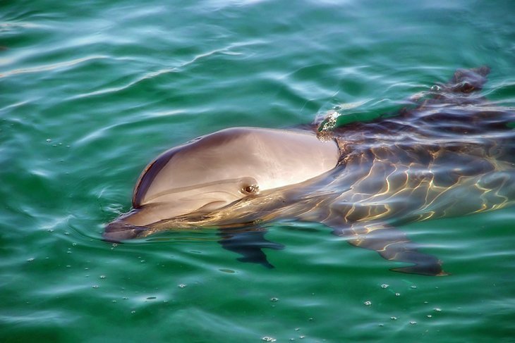 Scuba Dive cu Delfinii la Dolphin Reef