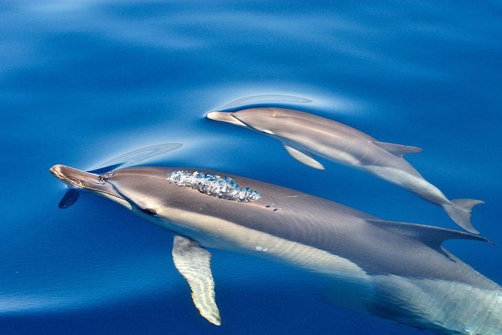 Observarea delfinilor