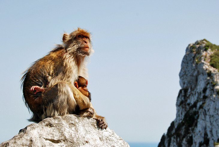 Vezi Maimuțele din Gibraltar