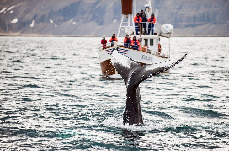 Observați balenele din Reykjavik