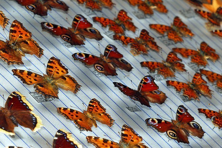 La Maison des Papillons (Muzeul Fluturilor)